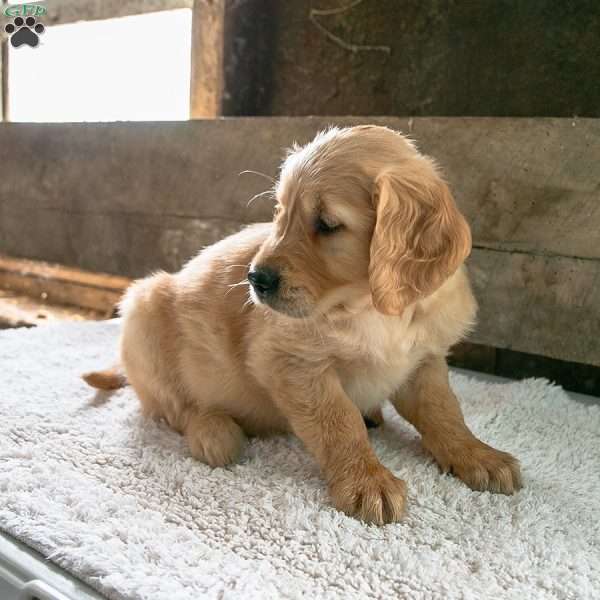 Titus, Golden Retriever Puppy